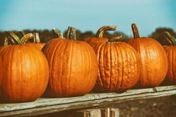 pumpkins on fence